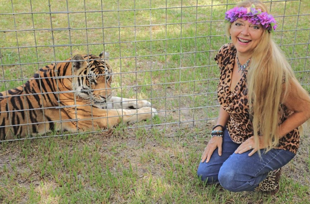 ‘Tiger King’s Carole Baskin Comes out As Bisexual