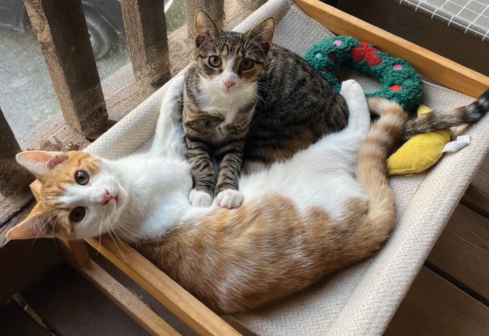 Precious Pussies Of The Month: Owen & Maeve