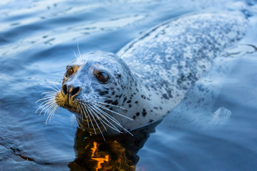 Seattle Aquarium Animals 2 (photo courtesy of Seattle Aquarium).jpg