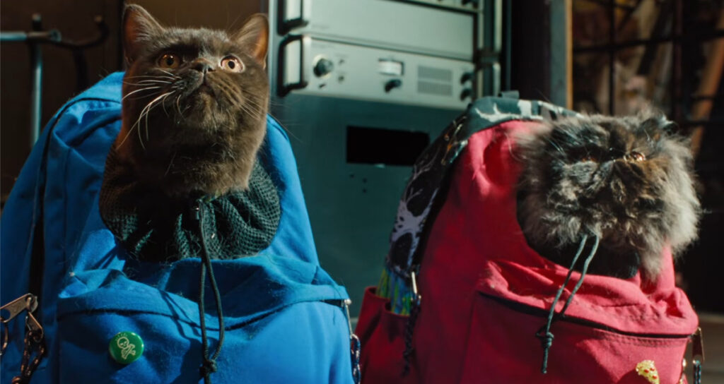 still of cats from the wrong girls