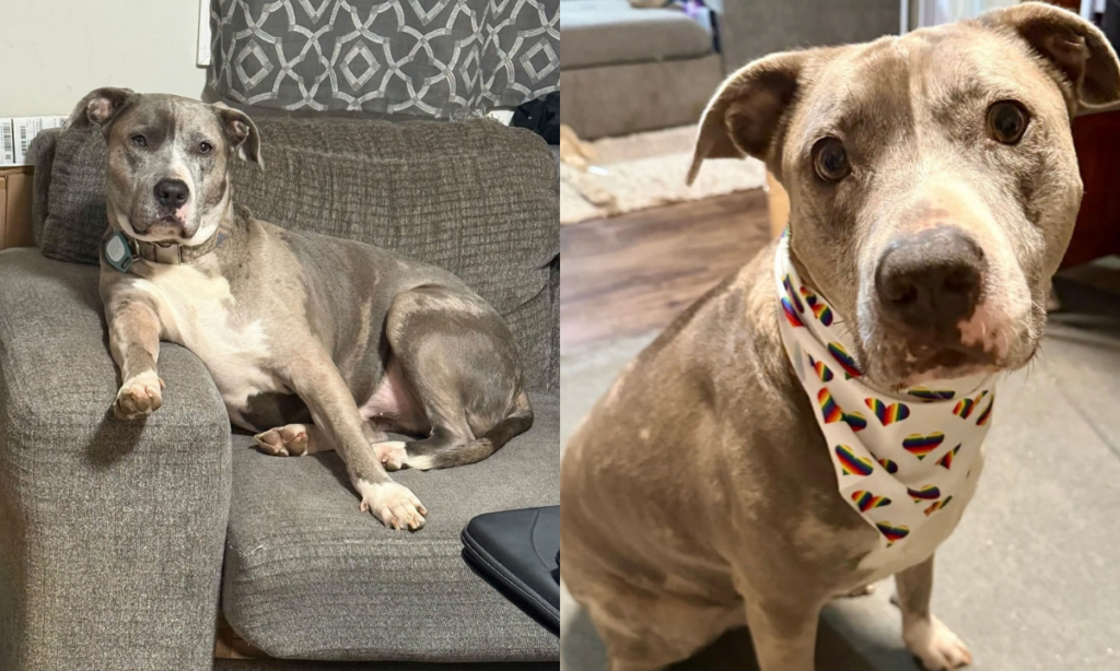Rescue Dog Goes Viral After Post Requests He Only Be Adopted By Lesbians